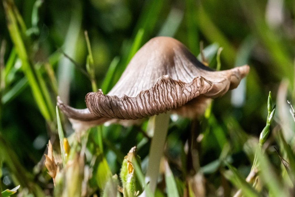 Photo organic growth