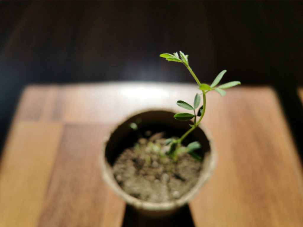 Photo startup grow